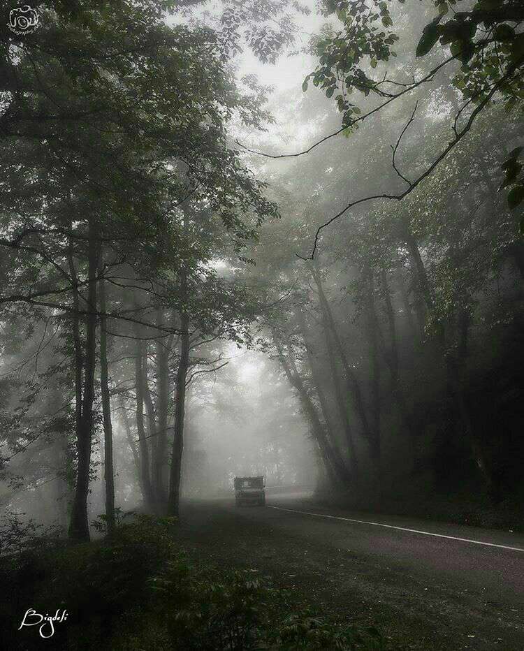 جنگل مه آلود